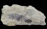 Pecopteris Fern Fossil - Missouri #65958-1